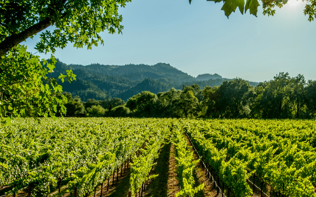 Experience Golden Harvest: Wine Country in the Fall