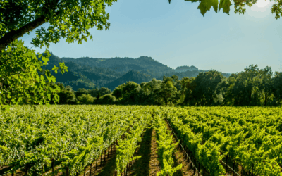 Experience Golden Harvest: Wine Country in the Fall